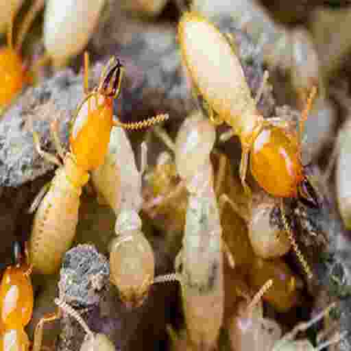termite  treatment 